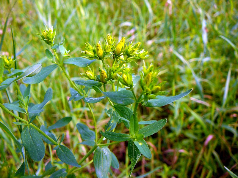 Millepertuis perforé